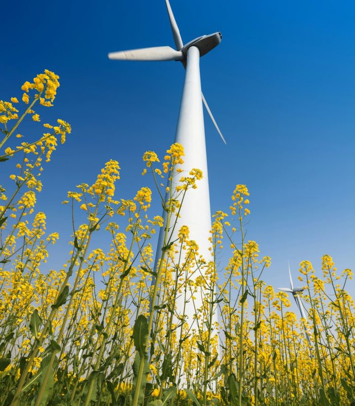 wind turbines in rapeseed field